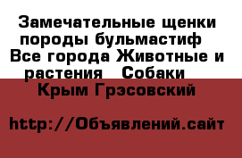 Замечательные щенки породы бульмастиф - Все города Животные и растения » Собаки   . Крым,Грэсовский